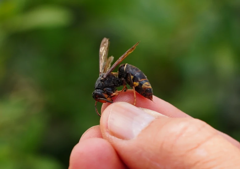 Avispa asiática