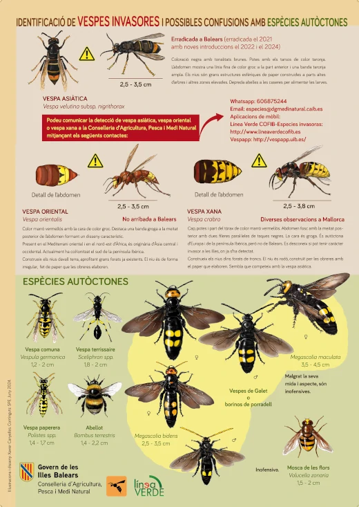 Asian hornet infographic