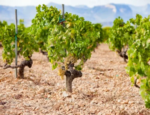 The Binissalem DO begins the harvest of what is expected to be a high quality crop