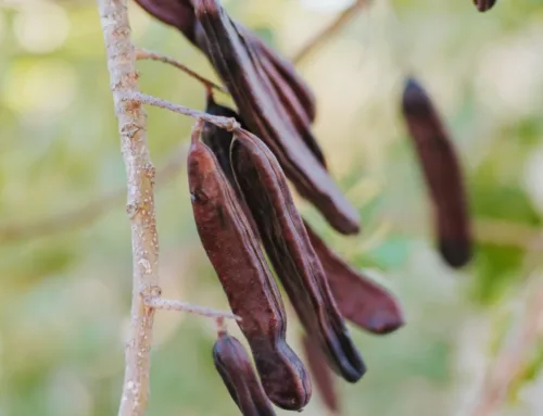 Carob production in 2024 will fall by 20-30% due to lack of water in Mallorca