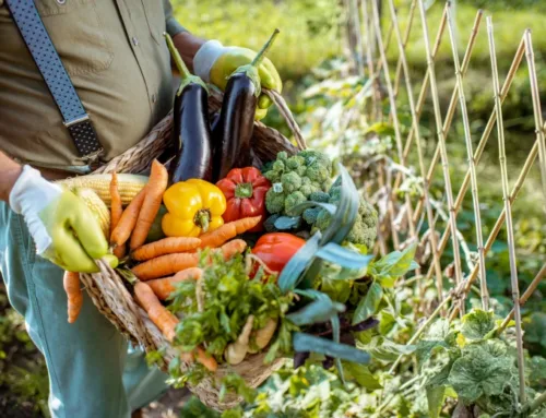 Producers in the Balearic Islands receive less than 40% of the price that consumers pay for fruit and vegetables