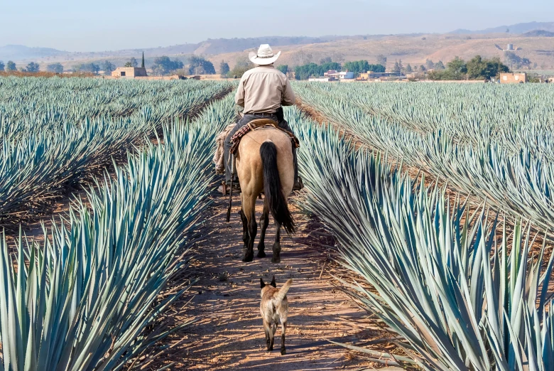 Campos de agave en México. Tequila. Foto: Icárion.