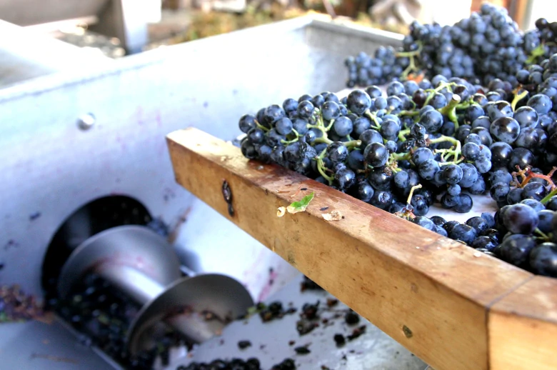 Uvas negras, producción de vino