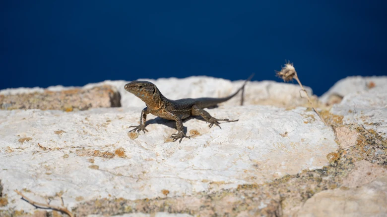 lagartija balear