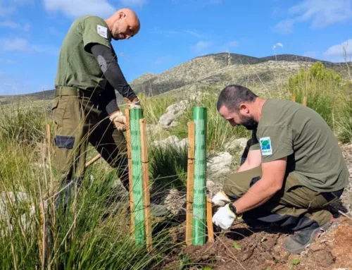 La reforestación de s’Alqueria Vella avanza con la plantación de 40.000 árboles autóctonos