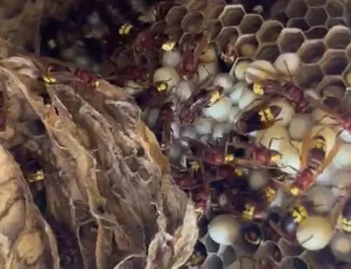 The oriental wasp, classified as an invasive species, arrives in Mallorca