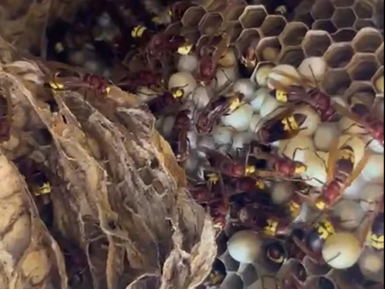 Avispa oriental nido