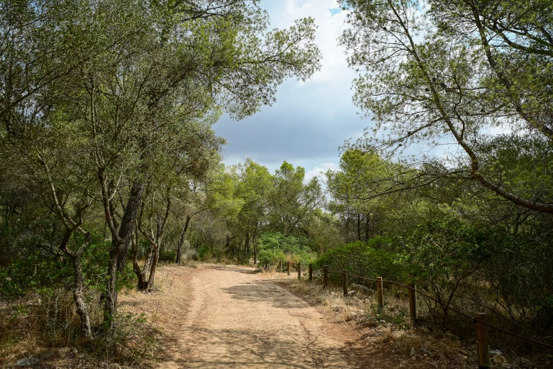 Bosque de Bellver Castell de Bellver