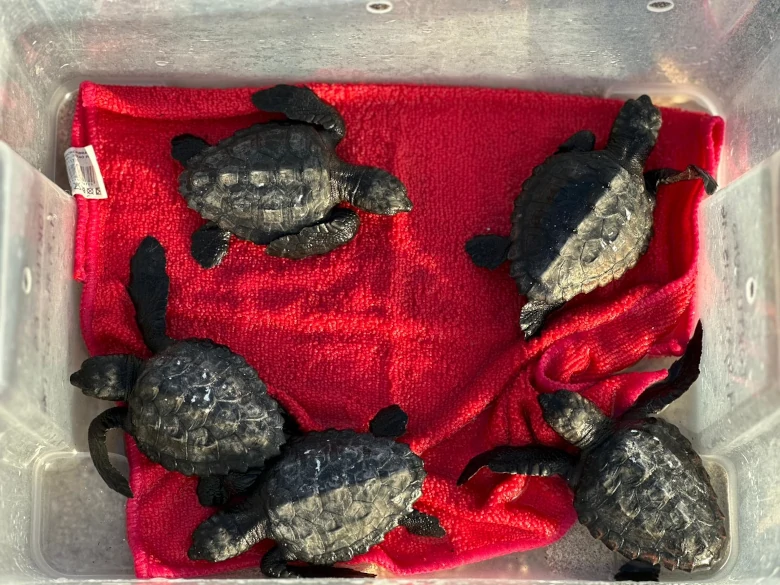 Suelta tortugas marinas 2025