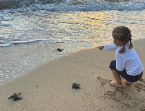 Liberadas 34 tortugas marinas nacidas este verano en la playa de Can Pere Antoni de Palma