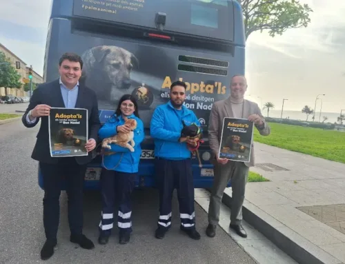Palma lanza una campaña navideña de adopción animal