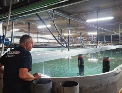 Sant Joan de Déu, de central térmica a piscifactoría