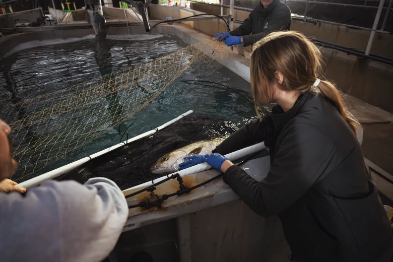 Piscifactoría Aquicultura Balear