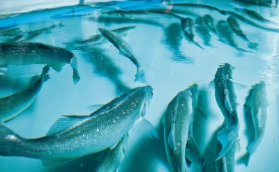 Piscifactoría Aquicultura Balear