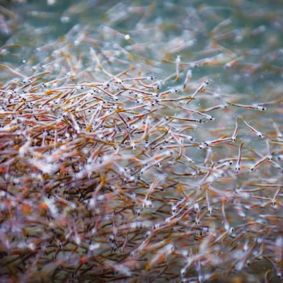 Piscifactoría Aquicultura Balear