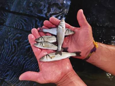 Piscifactoría Aquicultura Balear