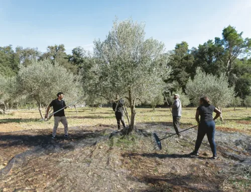 The grateful olive trees of Son Perot