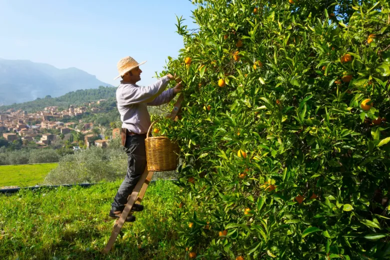 pagés recogiendo naranjas ca nostra 3