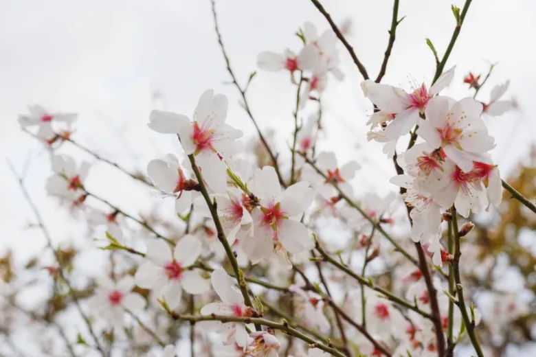 Fira de la Flor d'ametller 2026