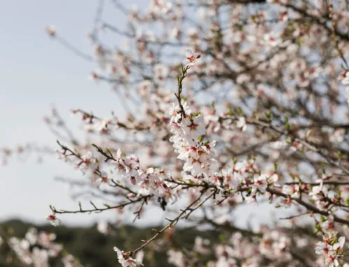 What to Do in Mallorca in February: Events, Concerts and Cultural Highlights