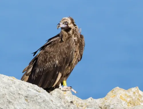 El Govern alerta del impacto humano en la nidificación de las aves rapaces de Balears