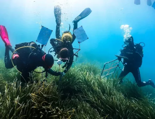 El 56% de las praderas de posidonia en Balears presentaron un estado de conservación bueno o muy bueno en 2025