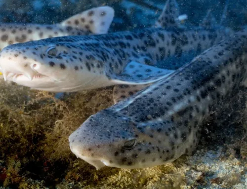 The Govern promotes a pioneering plan to protect sharks and rays in the Balearic Islands