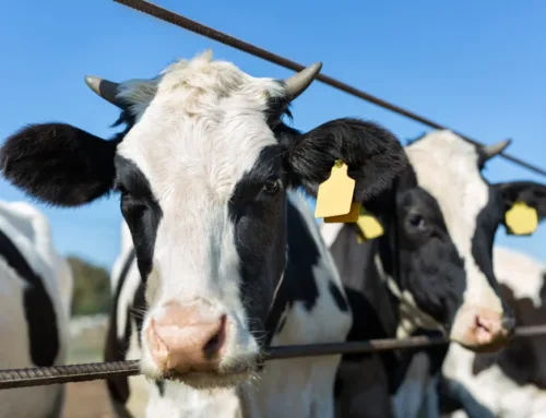 La producción de leche de vaca en Mallorca cae un 20,5% en 2025