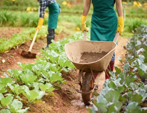 La agricultura ecológica en Balears ya ocupa casi el 23% de la superficie agraria útil