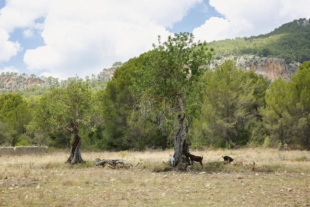 Senderismo Calvià