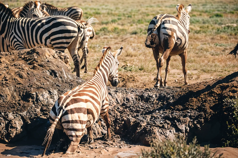 Tanzania