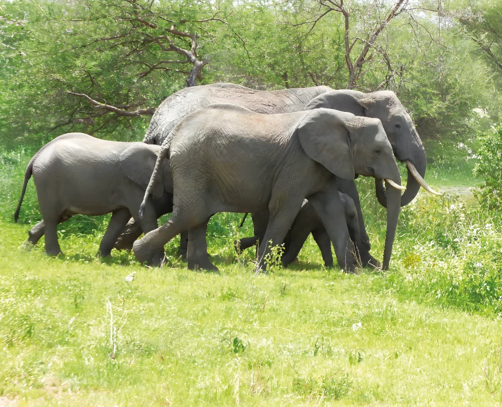 Tanzania