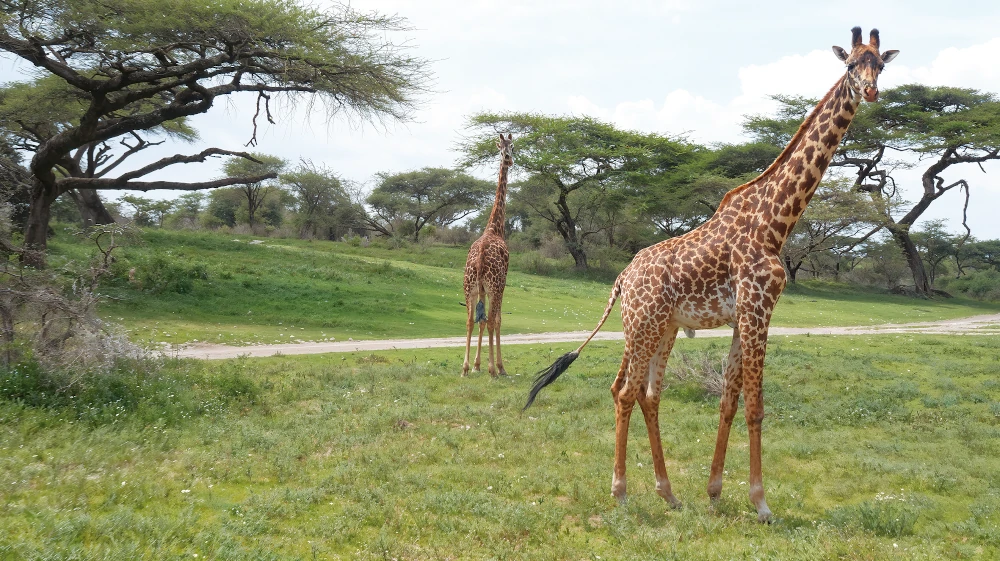 Tanzania