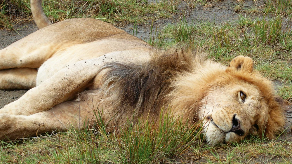 Tanzania