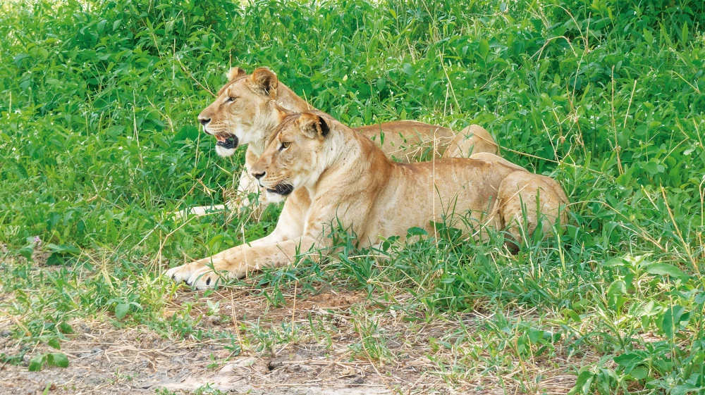 Tanzania