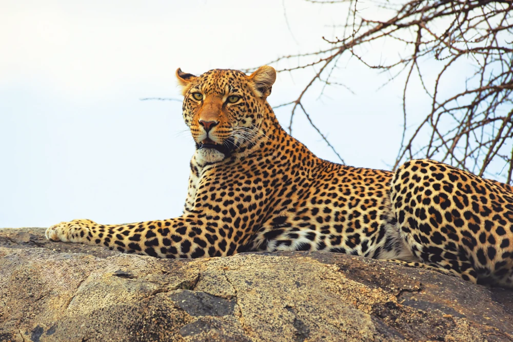 Tanzania