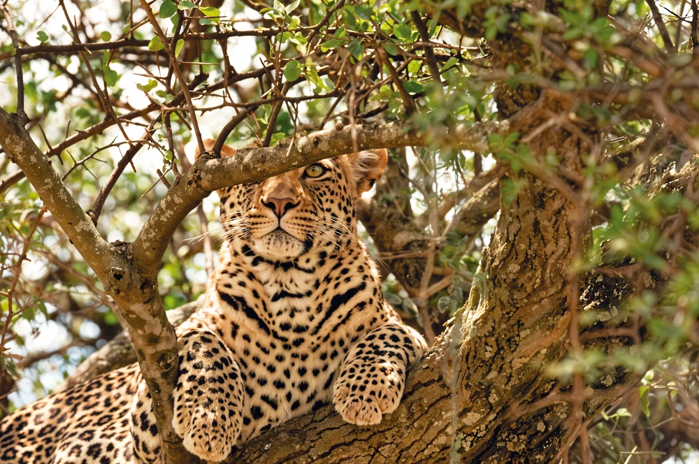 Tanzania