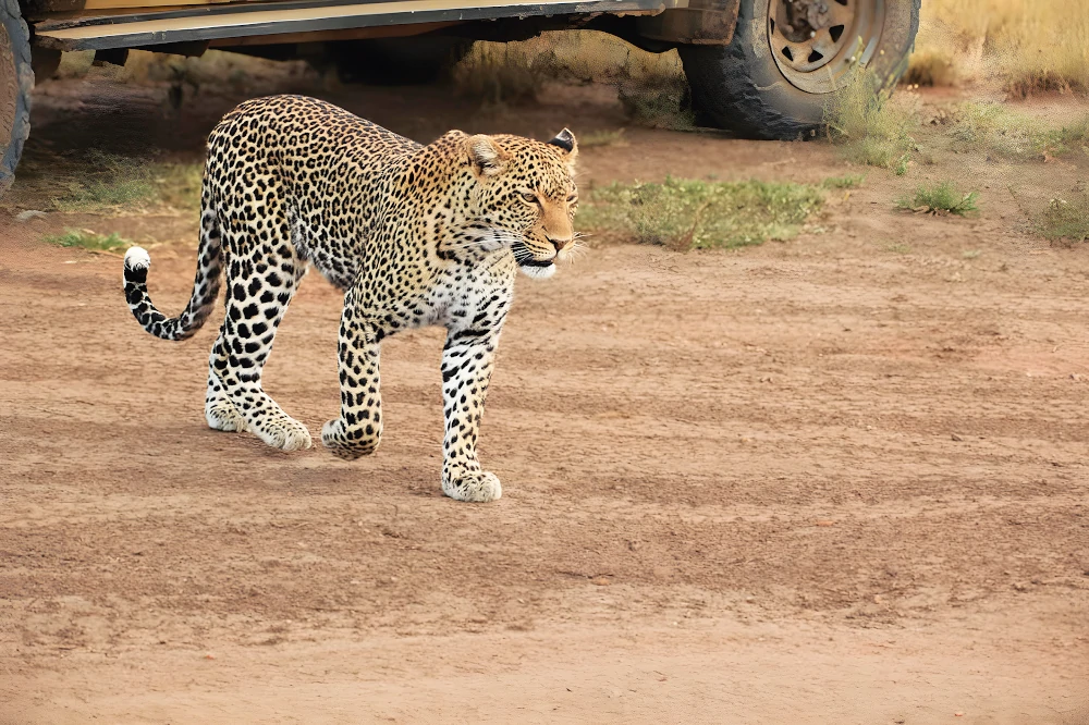 Tanzania