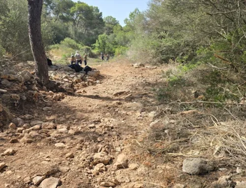 The Govern clears more than 6.7 kilometres of watercourses in Mallorca during June