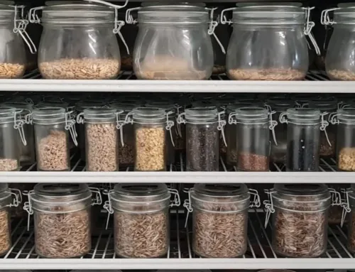 Balearic Islands seed bank adds new local varieties to bring them back into cultivation
