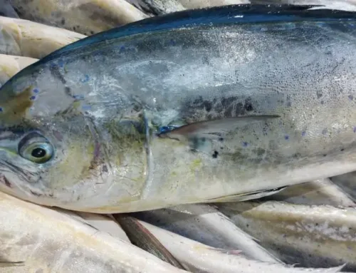 Dolphinfish fishing season begins in the Balearic Islands: dates and limits