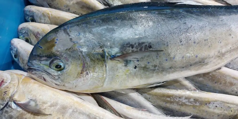 2026 llampuga fishing season in the Balearic Islands