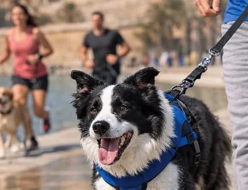 La Cursa Pro Benestar Animal 2026 regresa al Parc de la Mar para fomentar la adopción