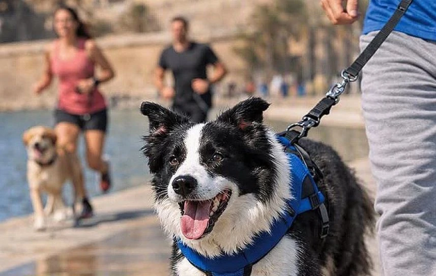 Cursa Pro Benestar Animal 2026