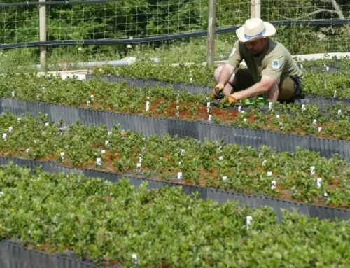 Menut nursery to produce over 180,000 native plants to restore natural areas in the Balearic Islands