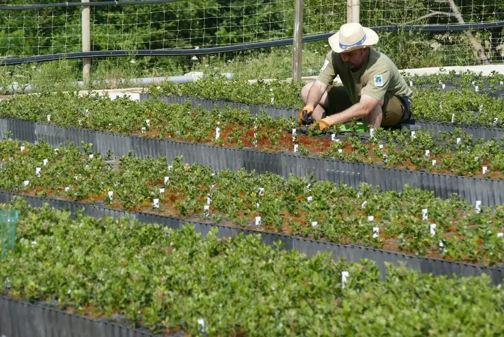Menut nursery