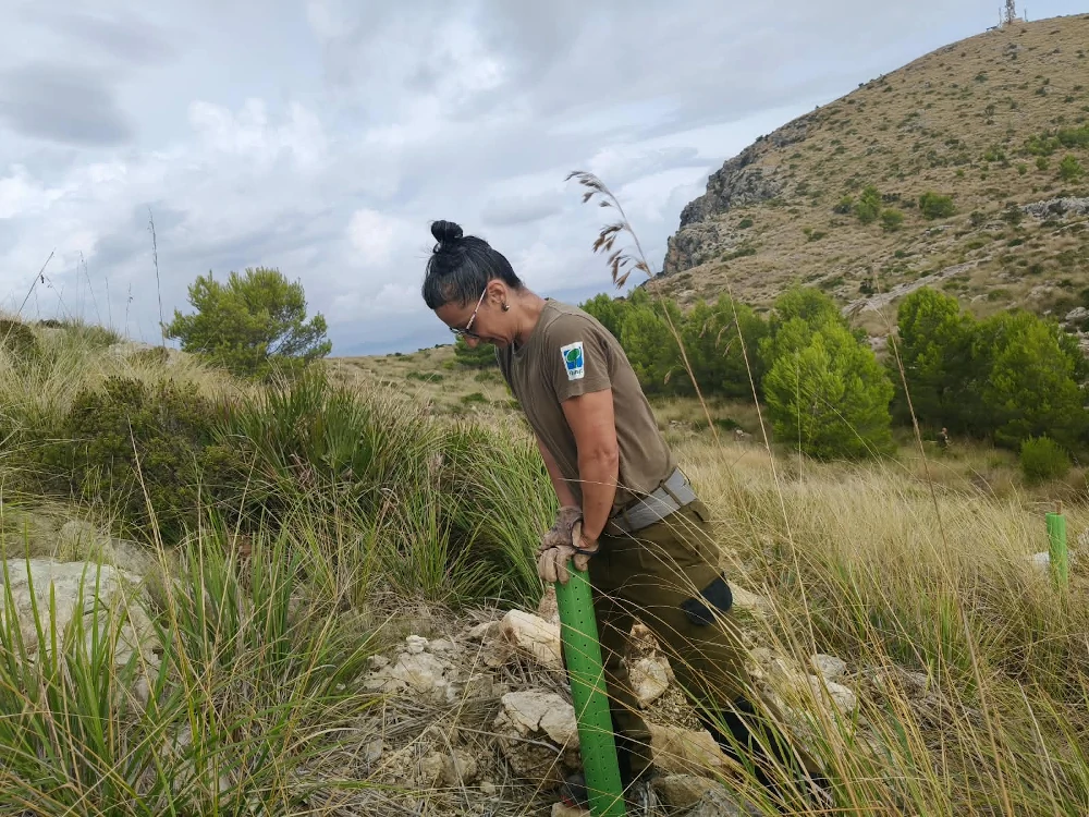 reforestación en Mallorca