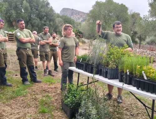 La reforestación de la Península de Llevant superará los 40.000 árboles y arbustos