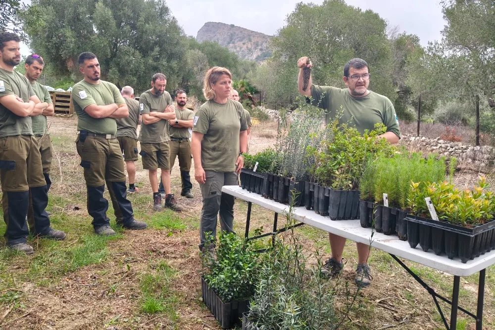 reforestación en Mallorca