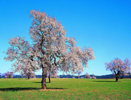 Almond blossom in Mallorca: a winter landscape to welcome spring